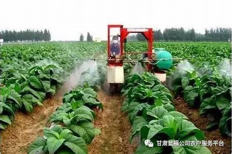 花使什么肥料叶子大(花卉用什么叶面肥)