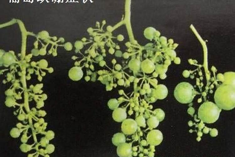 广西乐土生物科技有限公司怎么样？