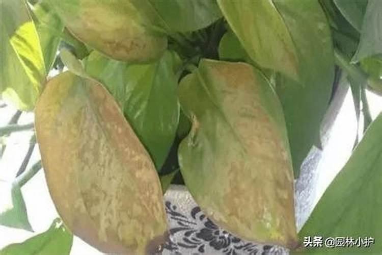 树叶发黄缺什么肥料