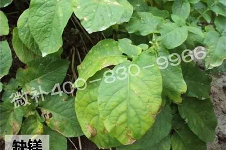 小麦最忌三种肥料