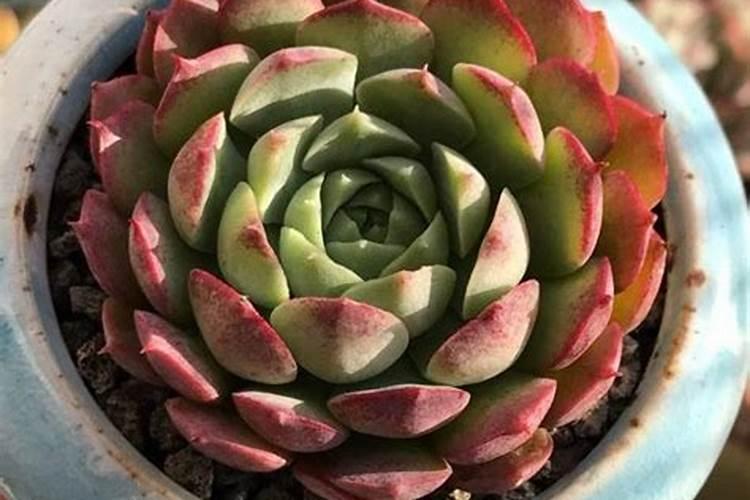 多肉水浇多了就烂根,盆面撒一些什么东西,好处不少还漂亮？