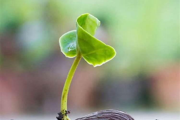 植物施钾肥应间隔多久 植物施钾肥的最佳时间间隔是多久？