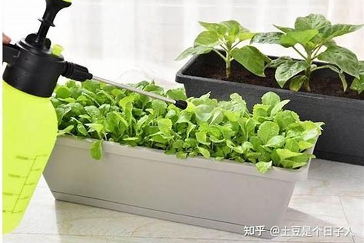 出口蔬菜用什么样的肥料追肥好？