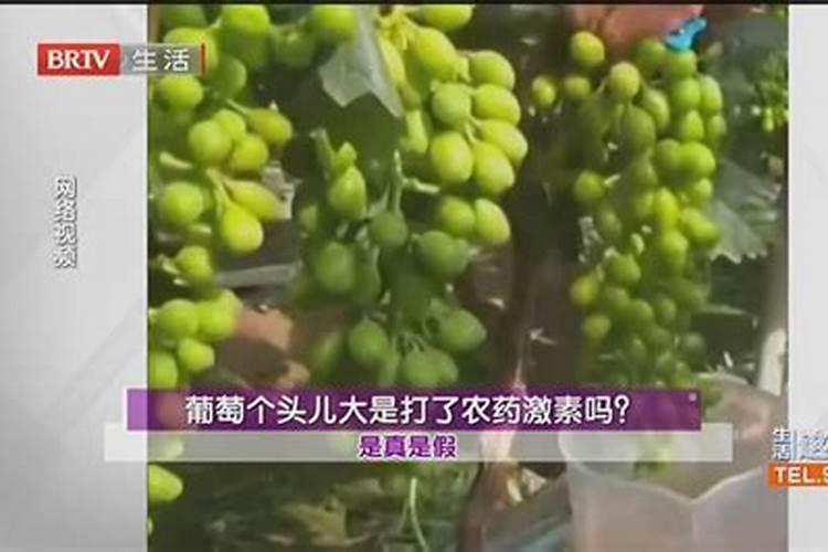 葡萄要施什么肥料