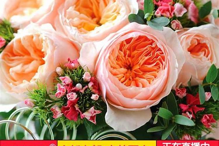 如何给月季花施肥