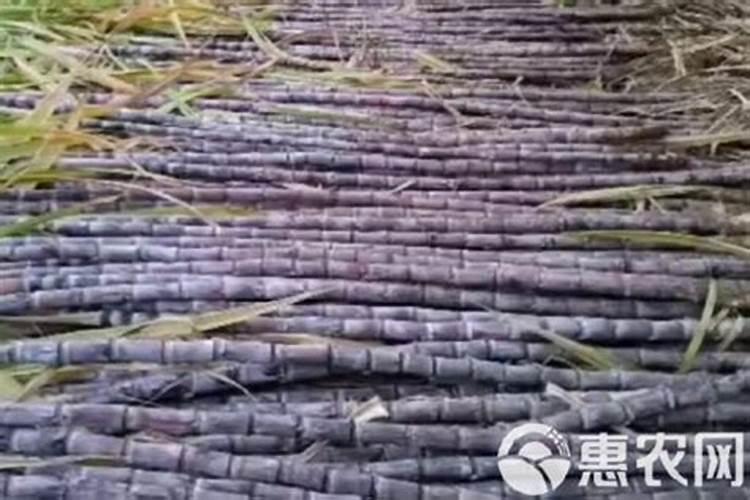 如何对农作物科学施用硼肥？
