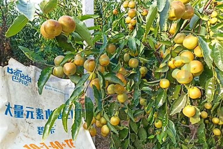 夏天柑橘树能不能施肥