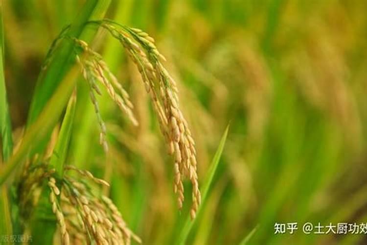 水稻要怎样施肥水稻的施肥技术