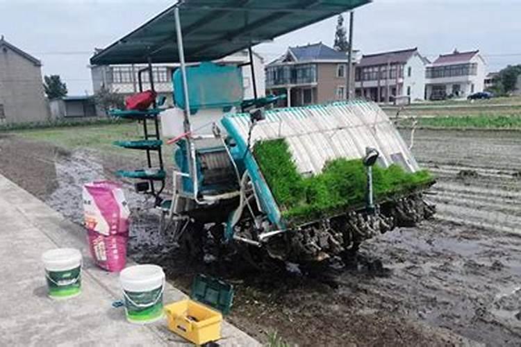 水稻什么时候撒肥最好
