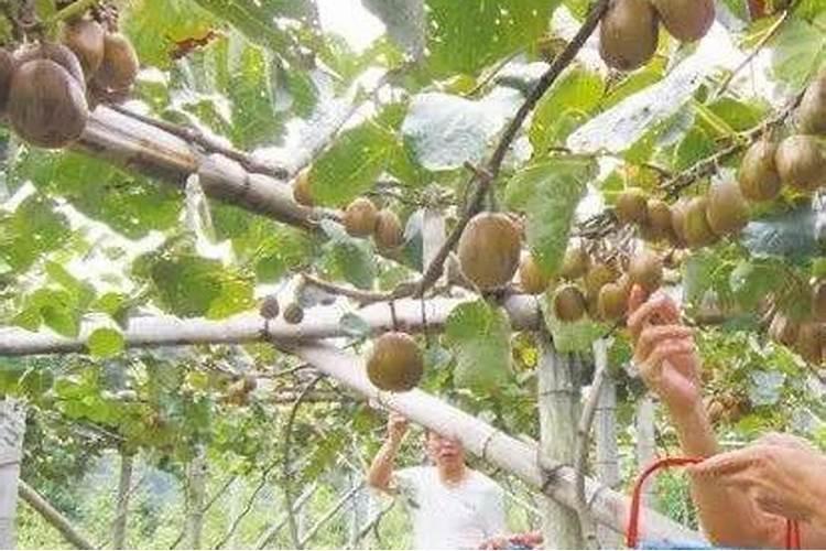 花盆里能种猕猴桃吗