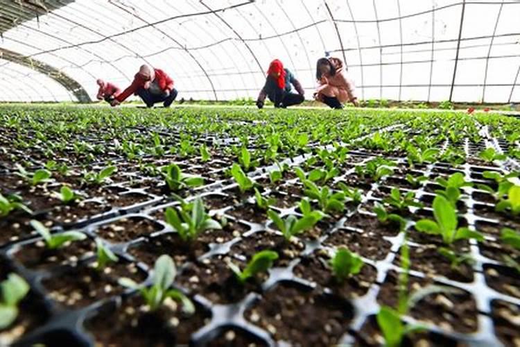 树苗施什么肥料什么时间施肥最好