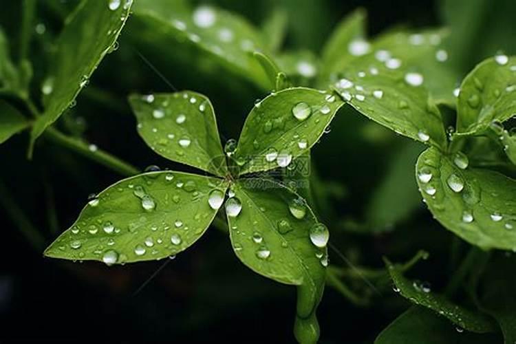 夏季月季需要每天打杀菌药吗(月季花雨后可以喷杀菌药吗)
