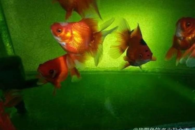 鱼蛋白肥料的使用技巧