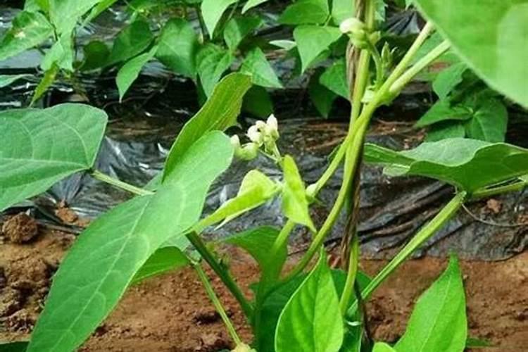 暖棚里芸豆和葫芦可以一起种植吗