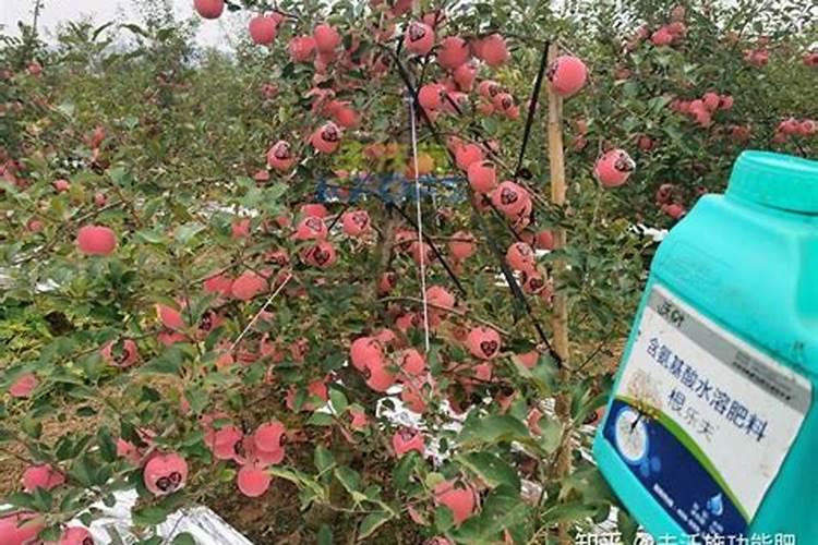 果树什么时候施肥好？