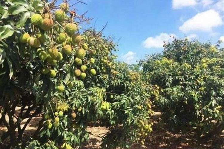 荔枝花芽分化期施什么肥、荔枝施肥管理技术