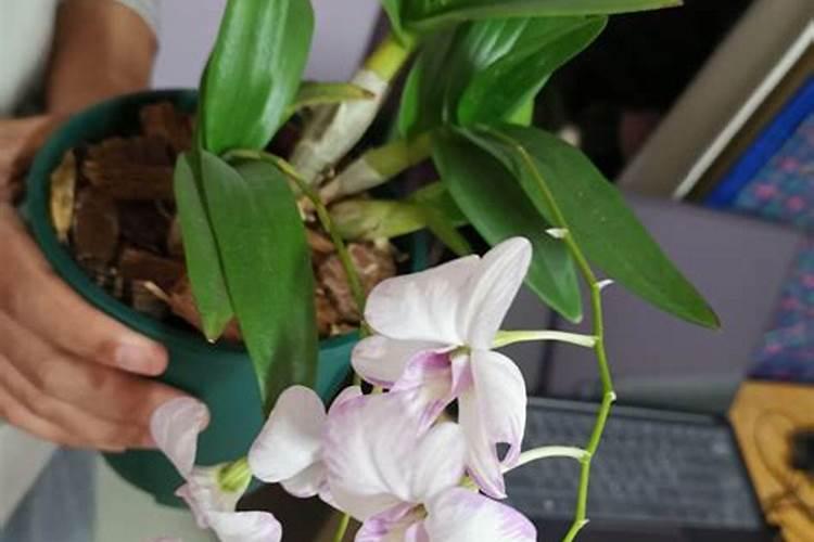红泼墨石斛兰怎么养