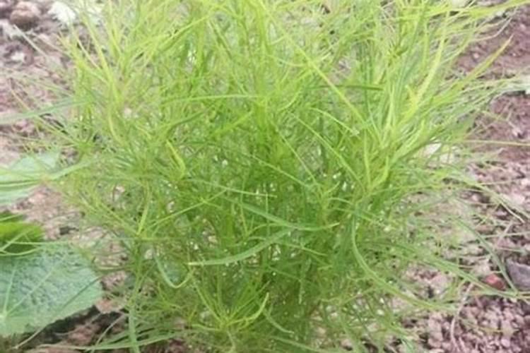 扫帚苗的学名叫什么