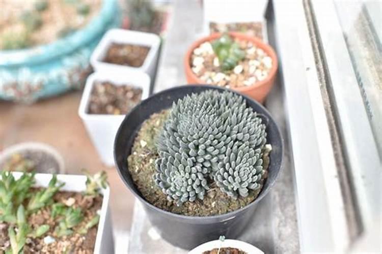 冬季怎么养多肉就能安全越冬