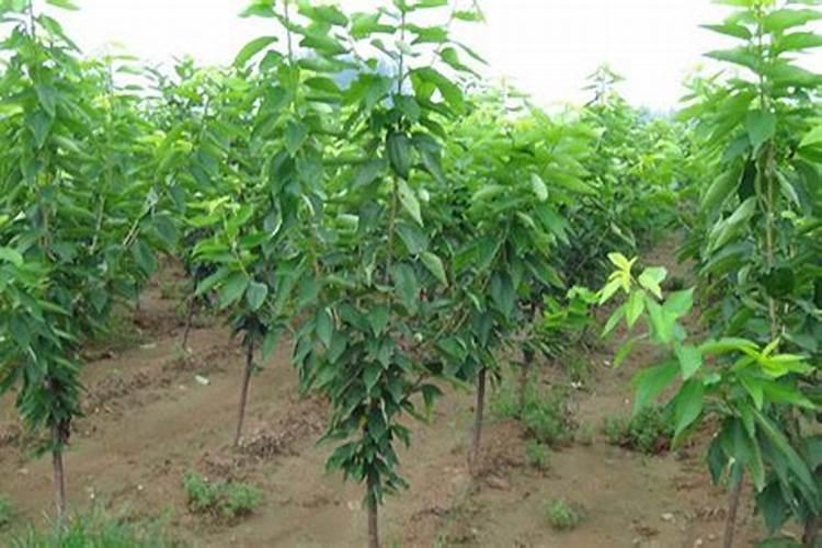 大樱桃谢花时施用了高钾型水溶肥(一棵大树2斤)对樱桃树有害吗？
