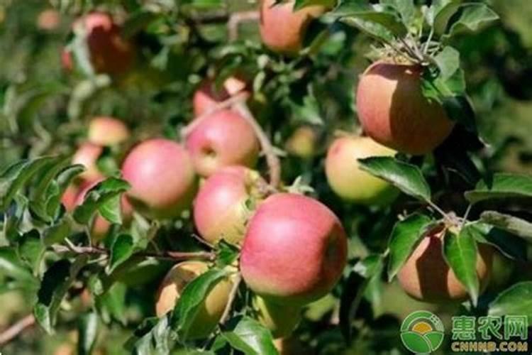苹果树施肥的方法