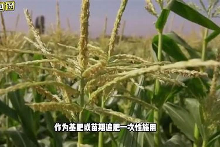 玉米施肥方法和用量 玉米怎么施肥能高产