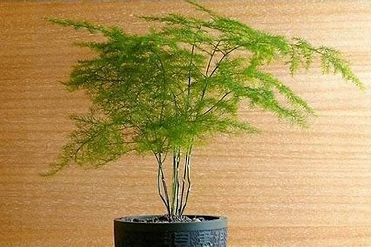 文竹浇什么肥料合适