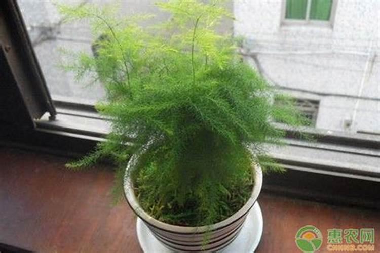 可以给文竹施什么肥料