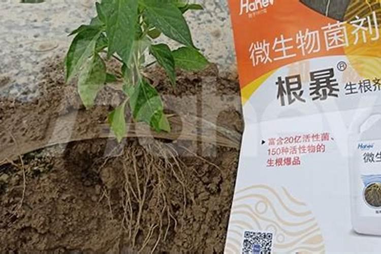 大棚五彩椒坐果后什么时候施肥施什么肥