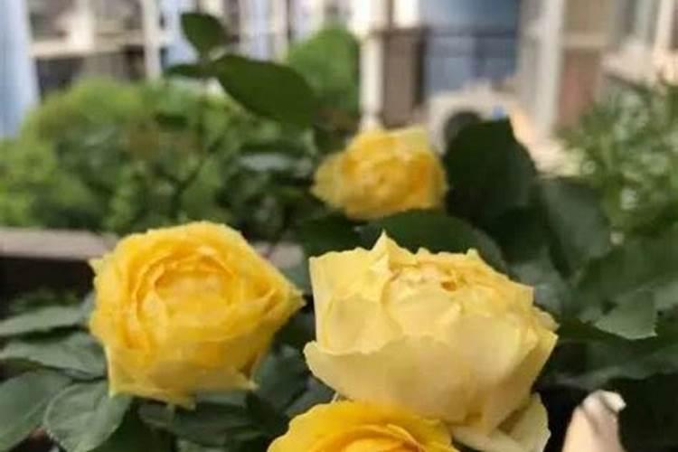 月季花可以用磷酸二氢钾肥吗(月季适合施什么肥料长得好)