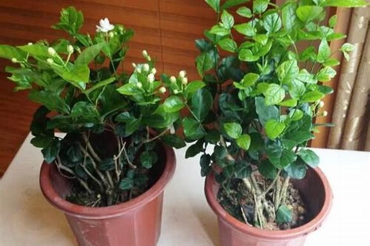 茉莉花为什么只长叶子不开花,让茉莉花年年开花不断的