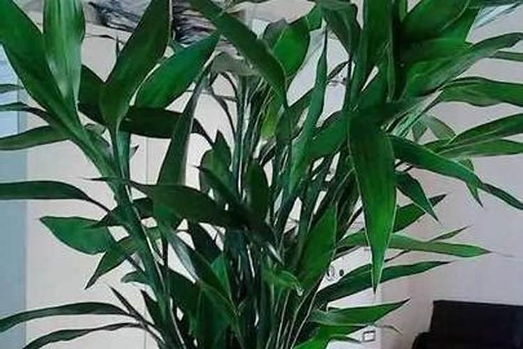 富贵竹要怎样施肥？