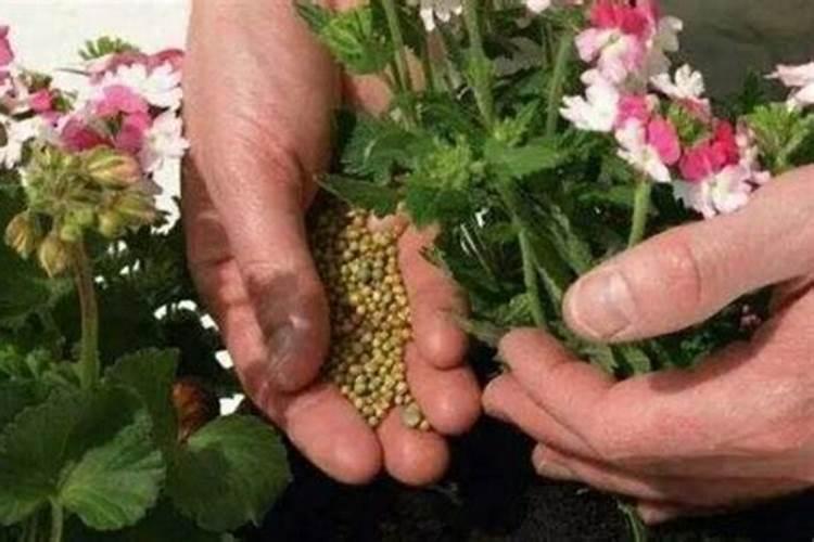 化工店里买的硼酸可以兑水浇花吗？