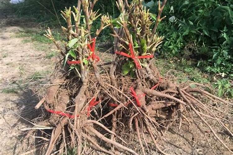 牡丹花施什么肥料最好