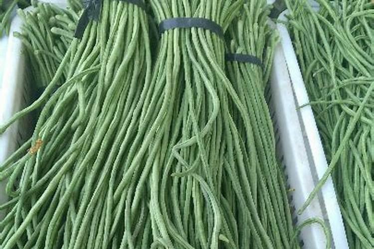 豆角用什么肥料效果好(种植豆角结果期需要什么叶面肥)
