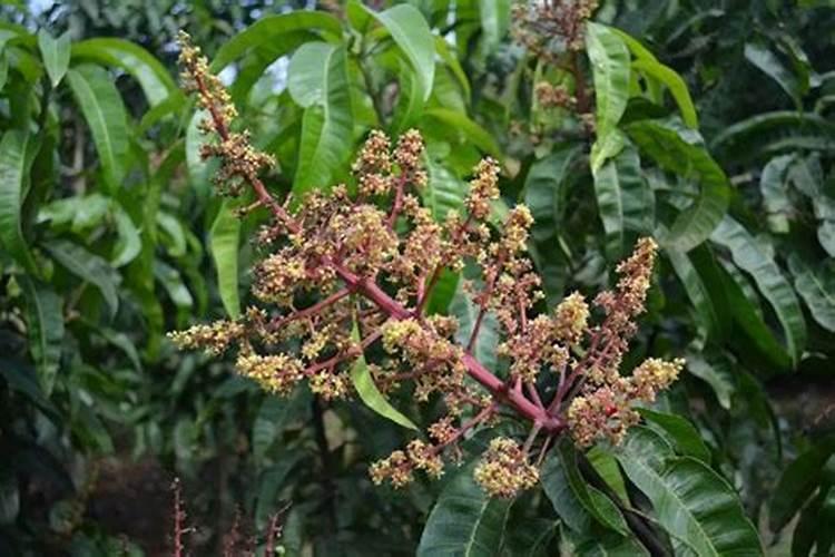 芒果 芸苔素 杨花期能用吗