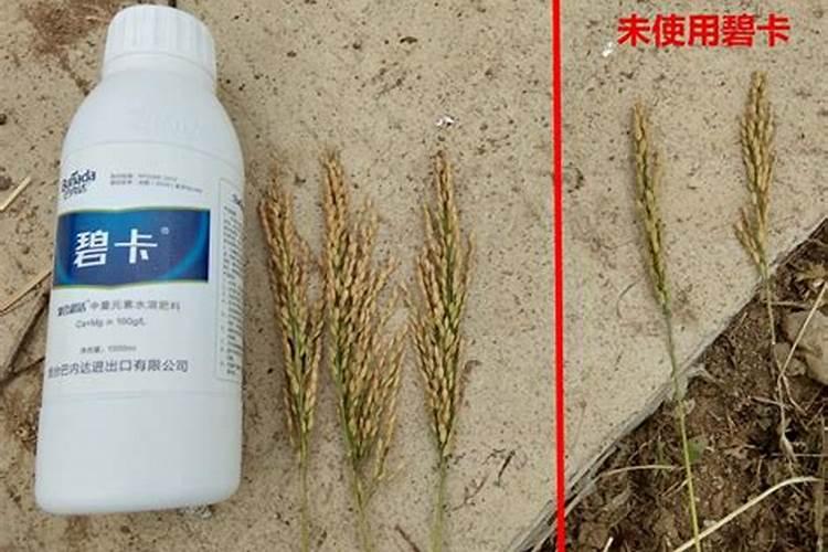 玉米控释肥开花下完雨可以撒施吗