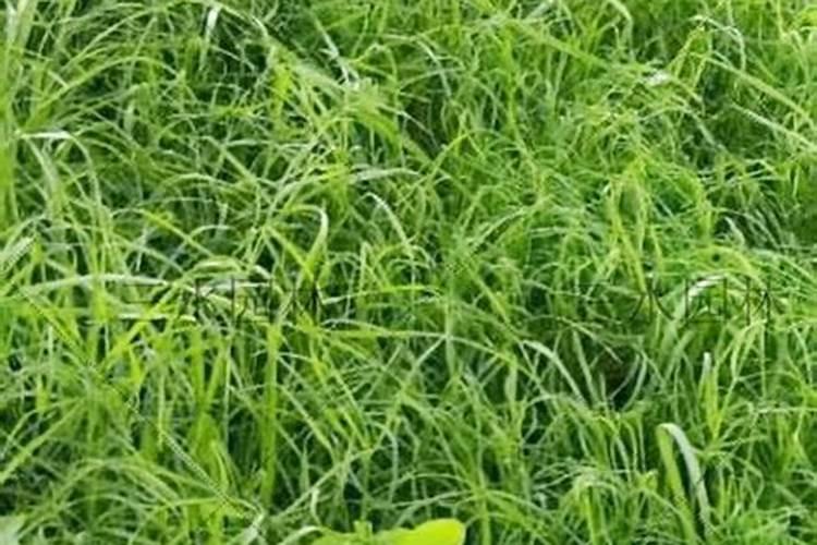 种草籽的时候能不能撒复合肥料