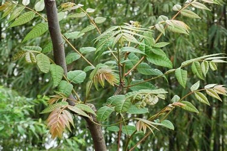 秋天可以种植香椿树吗