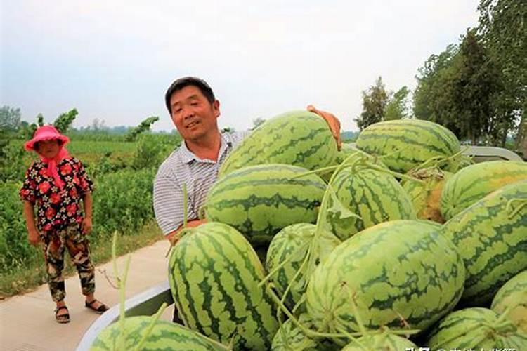 种西瓜用什么肥料好？如何有效增甜？