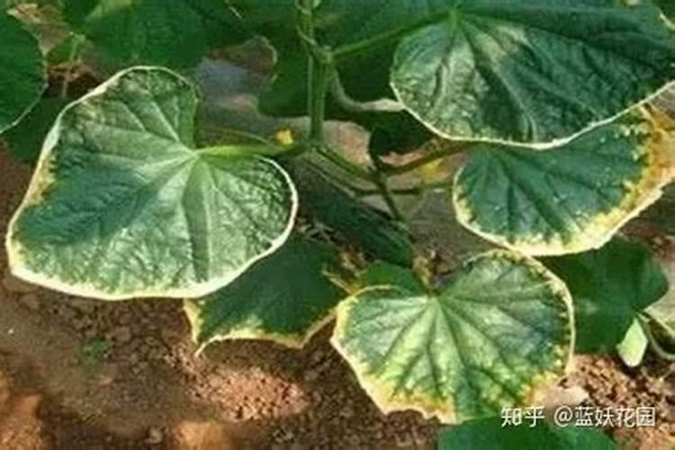 碳基肥有什么优点