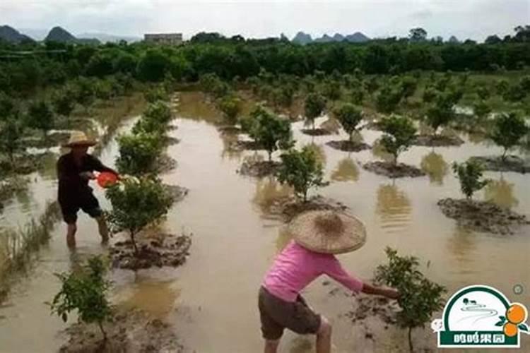 柑橘淹水怎样保果,谢谢