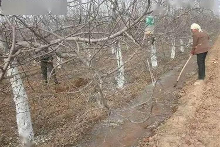雨后果树喷施叶面肥应注意什么