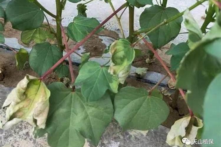 棉花黄萎 枯萎怎么彻底治疗