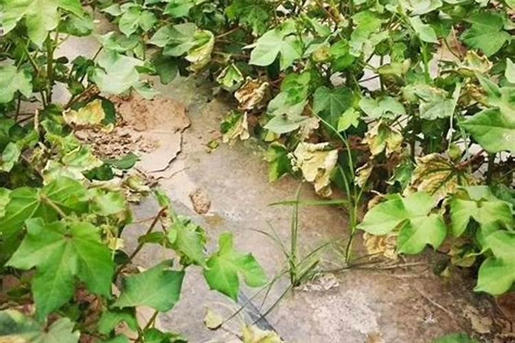棉花后期喷什么叶面肥,棉花后期发黄怎么办