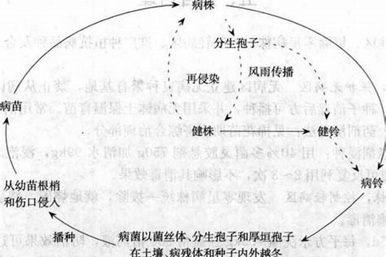 棉花枯萎病和黄萎病怎么治疗？