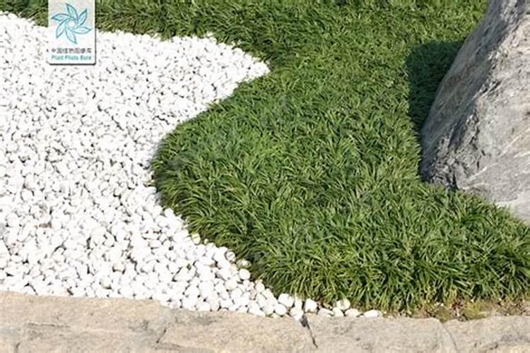 玉龙草如何施肥