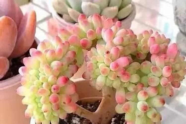 多肉开花了怎么施肥