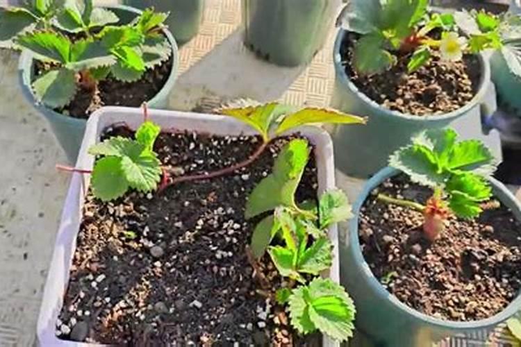种草莓需要施什么肥料