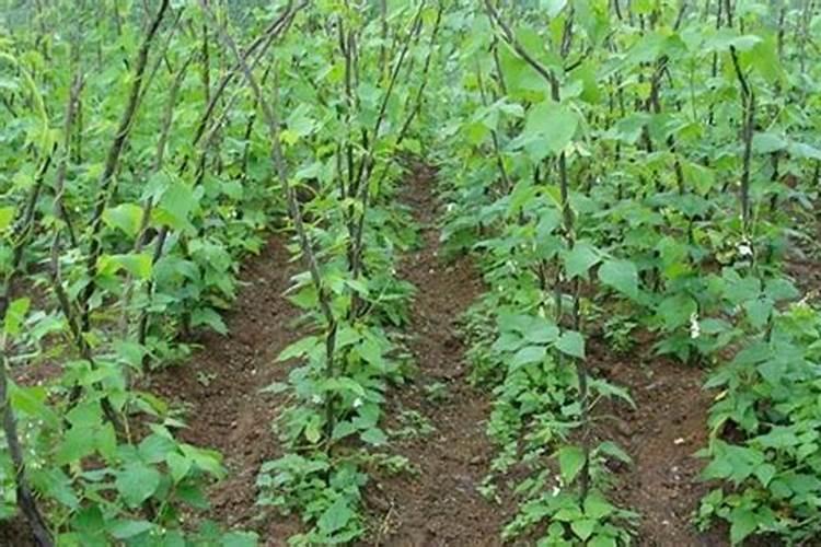 生长栽培过程中芸豆施肥方案总结